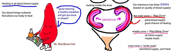 blood%20supply%20to%20meniscus%20healing%20potential%20of%20the%20meniscus