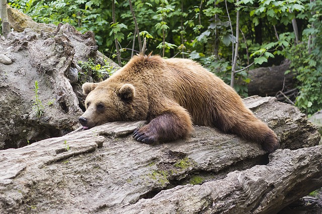 bear-1383980_640