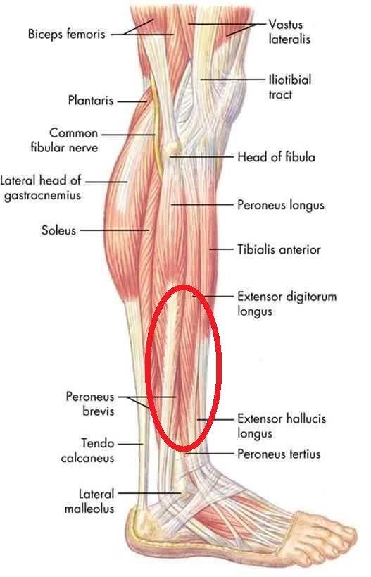 bacak-anatomi