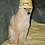 Simge